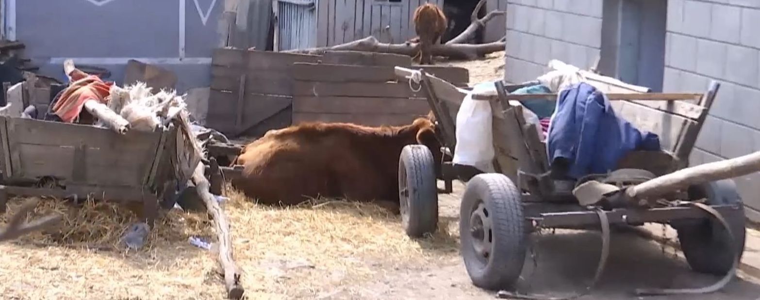 На Тернопільщині родина тримає в підвалі трупи корів: сморід розноситься селом