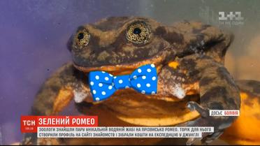 Зоологи знайшли пару унікальній водяній жабі, яка 10 років прожила на самоті в акваріумі