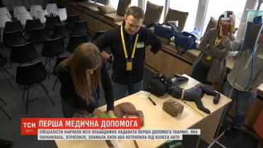 Як правильно надавати першу допомогу, коли тварина потрапила у аварію