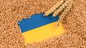 Українське зерно