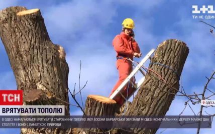 В Одессе пытаются спасти разоренную 200-летнюю "пушкинскую тополь"