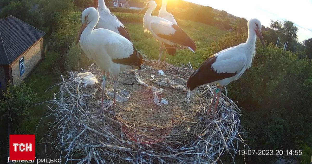 Одарка і Грицик