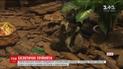 Трьох малюків-лемурів вперше показали відвідувачам сафарі-парку у Китаї