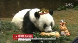 Самая старая в мире панда празднует день рождения в китайском зоопарке