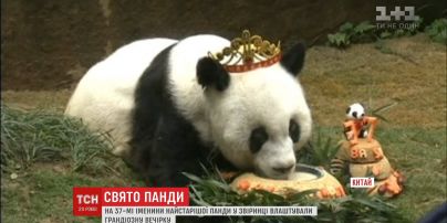Найстаріша у світі панда святкує день народження у китайському зоопарку