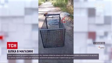 Новини України: роботу харківського магазину ледь не паралізувала білка