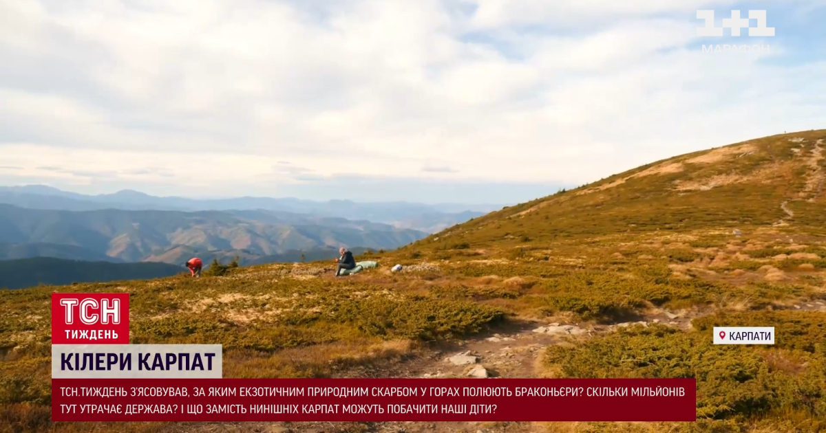 Собиратели "исландского мха" в Карпатах