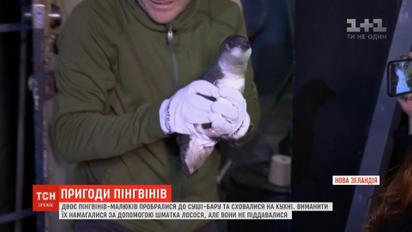 В Новой Зеландии двое маленьких пингвинов пробрались в суши-бар и спрятались на кухне