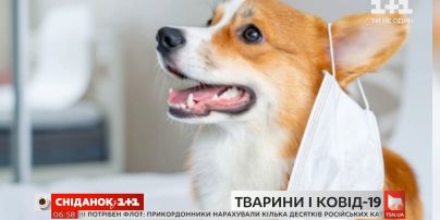 Тварини і COVID-19: хто з улюбленців у групі ризику