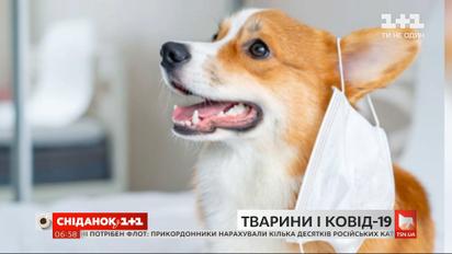 Тварини і COVID-19: хто з улюбленців у групі ризику