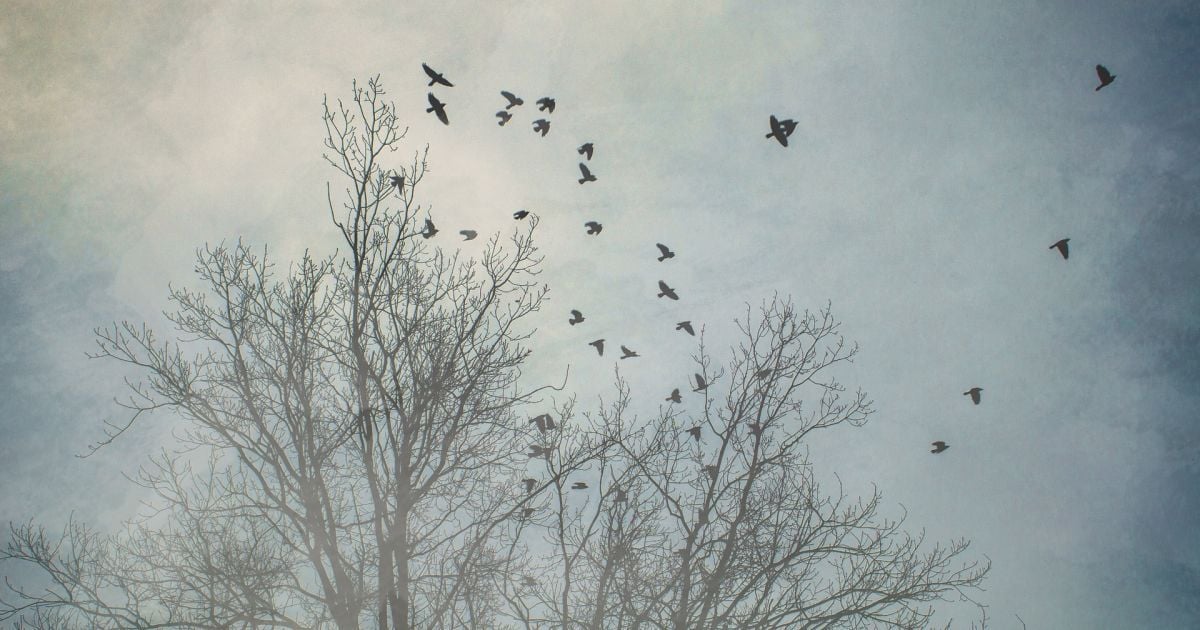 Прогноз погоды на 17 декабря: в Украине будет сухо, местами туман и гололедица