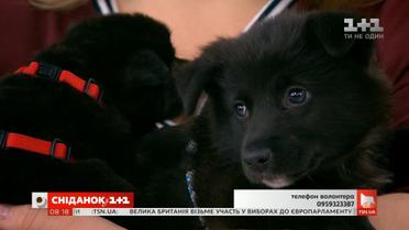 Повністю здорові цуценята шукають родину