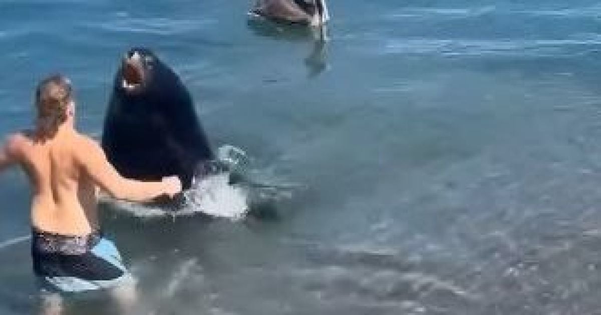Турист пытался подраться с морским львом
