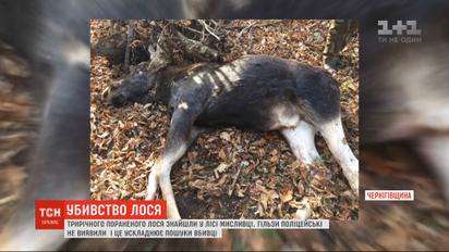 Краснокнижного молодого лося убили в первый день охоты в Черниговской области