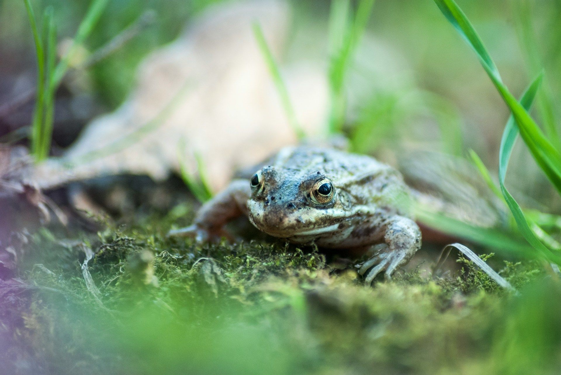 26 липня біля водойм стрибають жаби — чекайте на дощ / © Unsplash