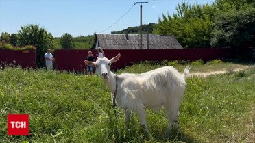 Нашествие волков! Хищники воруют коз с пастбища и забегают на людские дворы