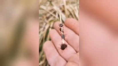 Аномальна кількість кліщів! Все, що важливо зробити, щоб не підхопити небезпечну хворобу