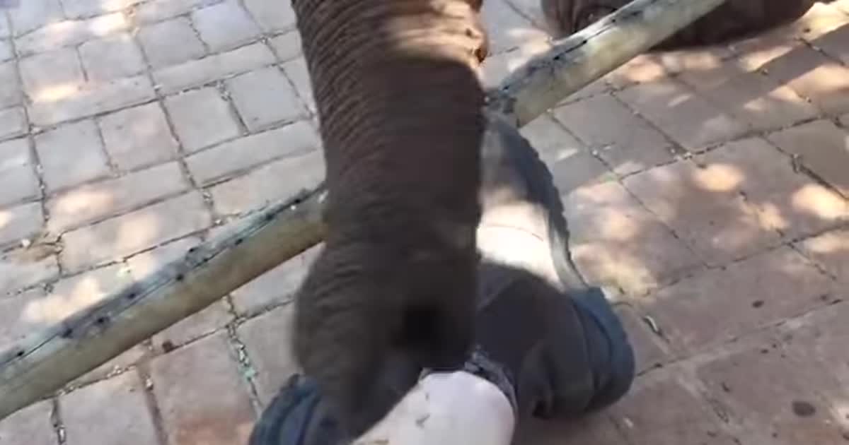 У ПАР незворушний сафарі-гід власноруч відігнав гігантського слона