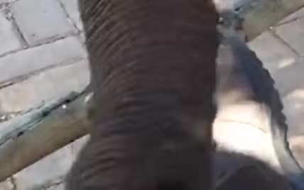 В ЮАР невозмутимый сафари-гид собственноручно отогнал гигантского слона