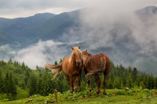  / © УНІАН