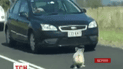 Коала вызвала транспортный хаос в австралийском городе Брисбен