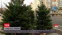Елочные базары уже открылись – сколько в этом году стоят праздничные деревья | Новости Украины