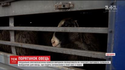 Спеціальна комісія вирішує долю овець, "замурованих" у фурі на Одещині
