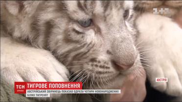 Зоопарк в Австралії похизувався чотирма новонародженими білими тигренятами