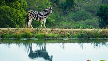 ПАР, Bodo Travel_10