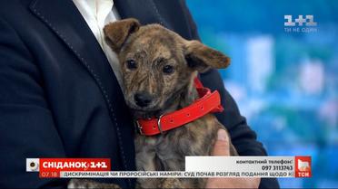 Цуценя Лорді у пошуках родини