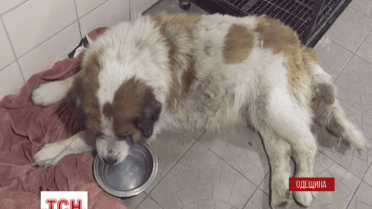 У Чорноморську волонтери збирають гроші на пам'ятник собаці