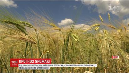 Експерти розповіли про наслідки посухи для українського врожаю