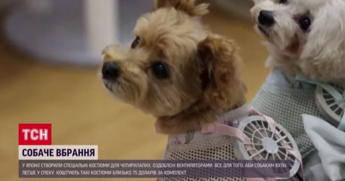 В Токио создали для животных специальные костюмы с вентиляторами на жаркую погоду