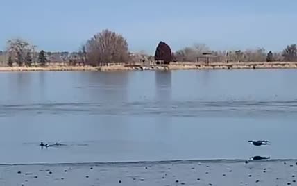 В США хитрые утки ныряли в воду, чтобы уберечься от хищного орлана