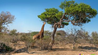 ПАР, Bodo Travel_16