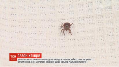 В Україні розпочався сезон кліщів: як від них вберегтися
