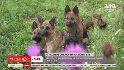 У селі під Києвом домашні собаки на самовигулі задушили сусідського кота