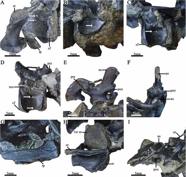 У Китаї на глибині 473 метрів знайшли рештки динозавра. Фото: Tianyu Li et al./Earth History and Biodiversity