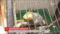Столичні рятувальники винесли з охопленої вогнем квартири нажаханого папугу