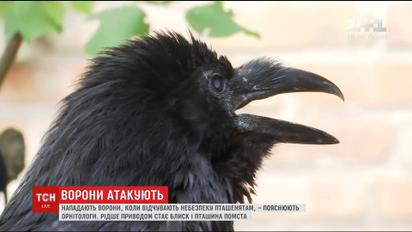 В Киеве участились нападения ворон на людей