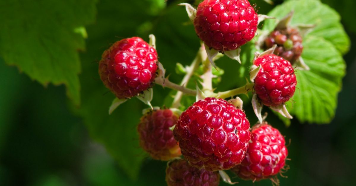 Чим підживити малину навесні