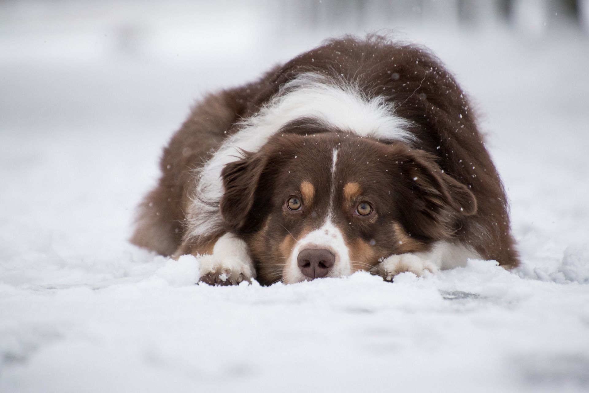 8 січня собака спить, згорнувшись клубочком, у дворі, незабаром будуть холоди / © pixabay.com