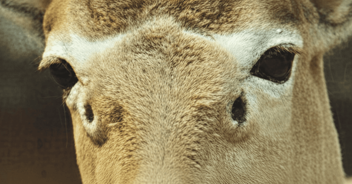 Антилопа горела глаза