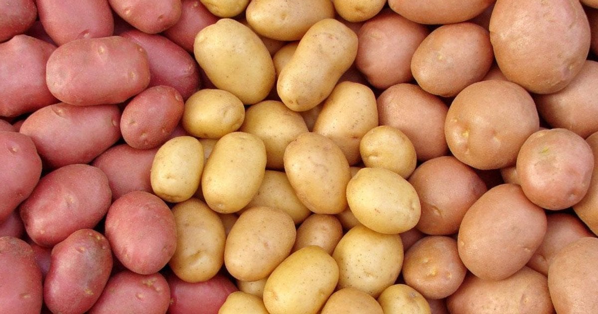 Лучшие сорта ультрараннего картофеля