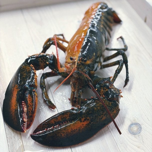 Двоколірний лобстер. Фото: Wellfleet Shellfish Company/Facebook