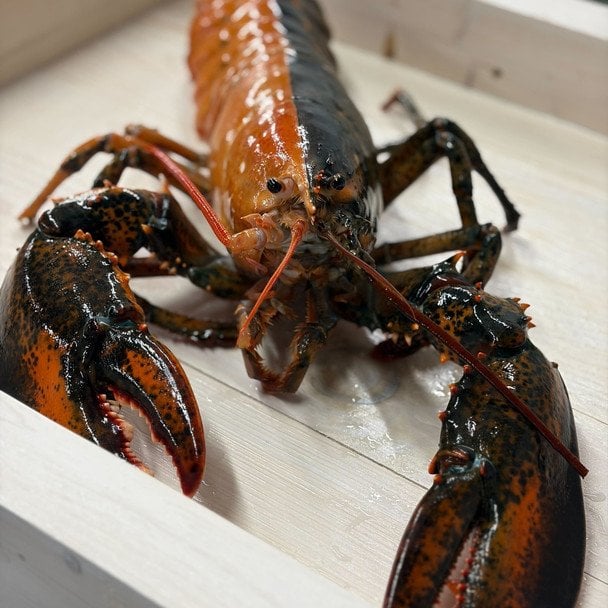 Двоколірний лобстер. Фото: Wellfleet Shellfish Company/Facebook