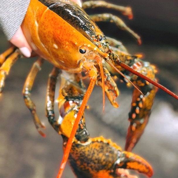 Двоколірний лобстер. Фото: Wellfleet Shellfish Company/Facebook