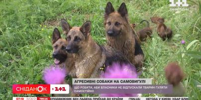 В селе под Киевом домашние собаки на самовыгуле задушили соседского кота