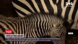 Новости Украины: в харьковском экопарке публике показали детеныша зебры