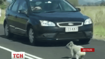 Коала вызвал транспортный хаос в австралийском городе Брисбен